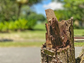 Close-up of old tree stump