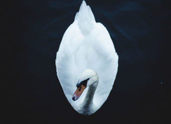 White swan on the water. high angle view.