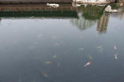 High angle view of fish swimming in lake