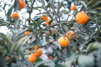 Orange fruits on tree
