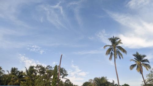 Low angle view of coconut palm trees against sky