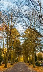 Road amidst trees against sky