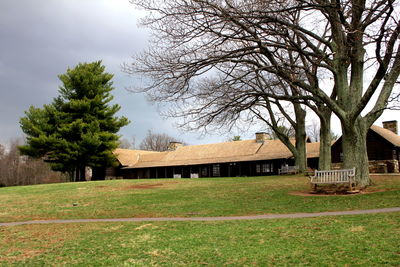 Bare trees on grassy field