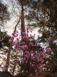 Low angle view of pink flowers blooming on tree