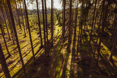 Lonely  view among the trees on a forest road with the sun shining, spring