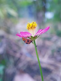 Close-up of insect on pink flower