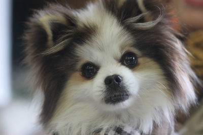 Close-up portrait of dog