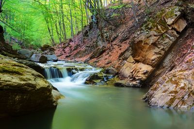 Scenic view of water streaming through forest