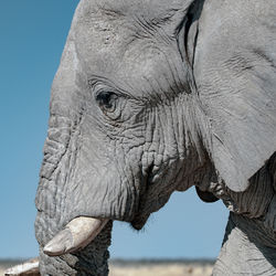 Close-up of elephant against sky