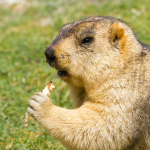 Close-up of an animal