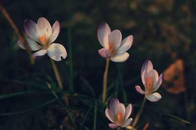 Close-up of white flowers blooming outdoors