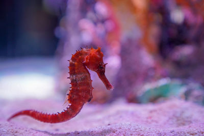 Sea horse hippocampus guttulatus swimming