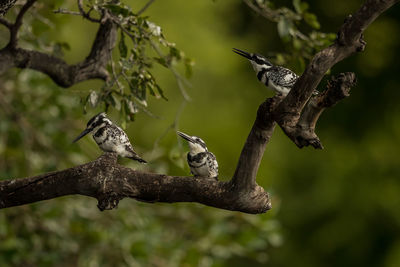 Close-up of birds perching on branch