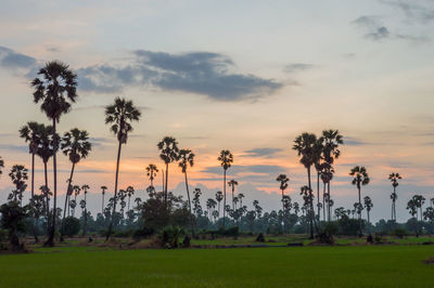 Palm trees on field against sky during sunset