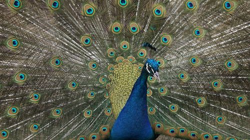 peacock