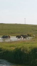 Cows grazing on field against clear sky