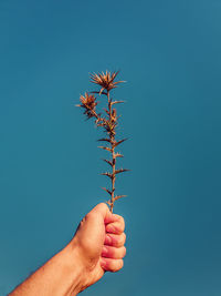 Close up person hand holding a dry thistle thorn plant over a clear blue sky background. spiny thist