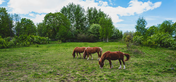 Horses grazing on field