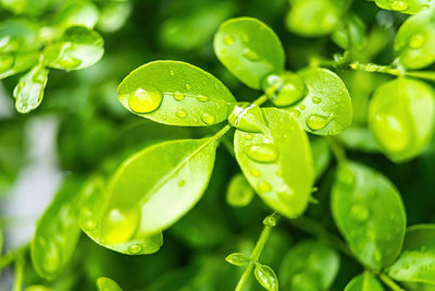 Close-up of wet plant leaves