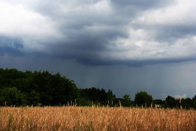 Scenic view of agricultural field against sky