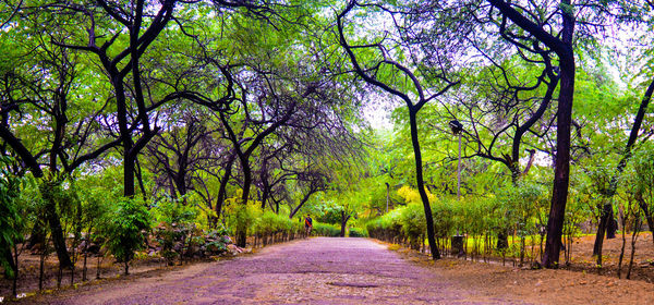 Road amidst trees in forest