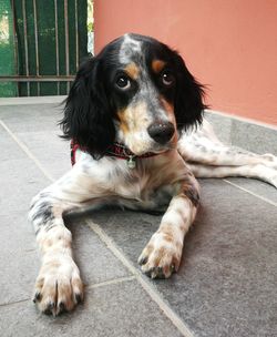 Portrait of dog sitting on tiled floor