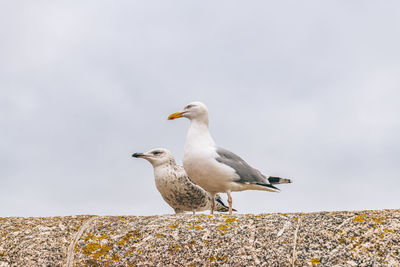 Seagull perching on rock