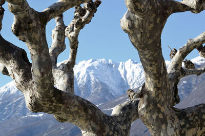 Low angle view of trees on snow covered landscape