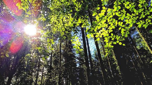 Low angle view of trees in forest against sky