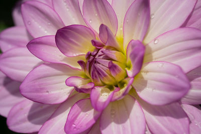 Close-up of wet pink flower