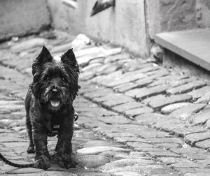 Close-up portrait of dog standing on cobblestone footpath