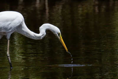 View of bird in lake