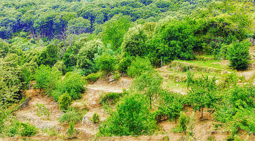 High angle view of trees growing in forest