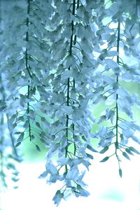 Close-up of leaves