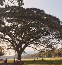 Scenic view of grassy field against sky