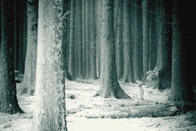 Snow covered trees in forest