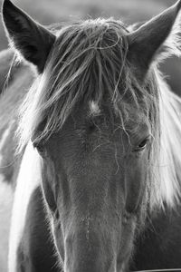 Close-up of a horse