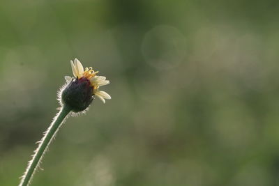 Close-up of honey bee on flowering plant