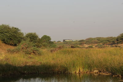 Scenic view of field against clear sky