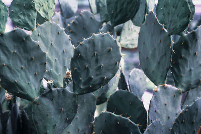 Close-up of prickly pear cactus