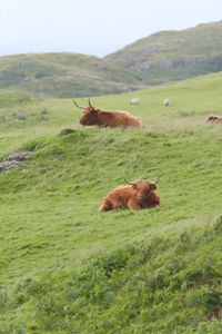 Portrait of highland cattle bulls amongst windswept grass, one on a mound. rural scottish scene.