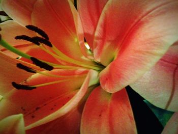 Extreme close up of pink flower