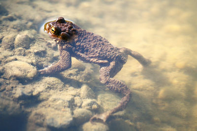 High angle view of frog  in pond