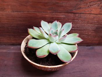 High angle view of potted plant on table