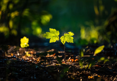 Close-up of yellow leaves on field