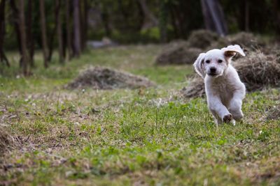 Portrait of dog on field