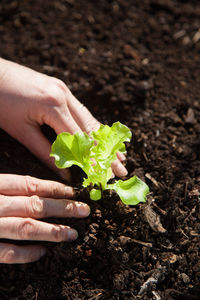 Cropped hands placing plant on field