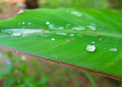 Close-up of raindrops on leaves