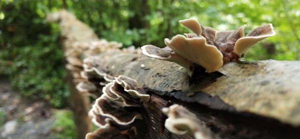 Close-up of mushrooms growing on tree trunk