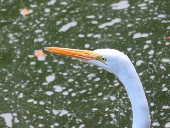 Close-up of a bird against blurred background